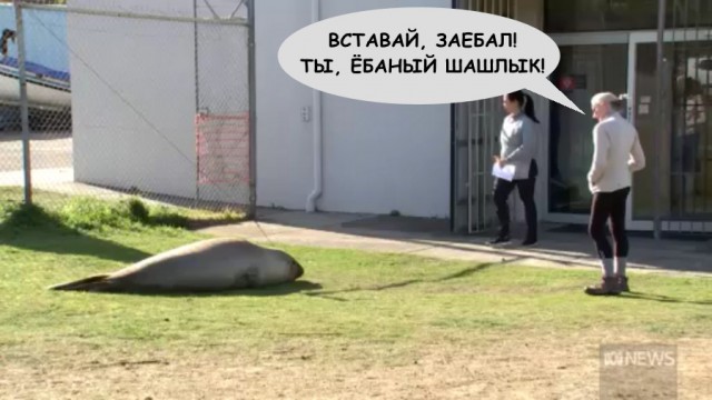 Австралийка опоздала на работу из-за сонного морского котика