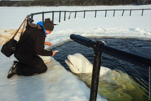 Как мы кормили белуху