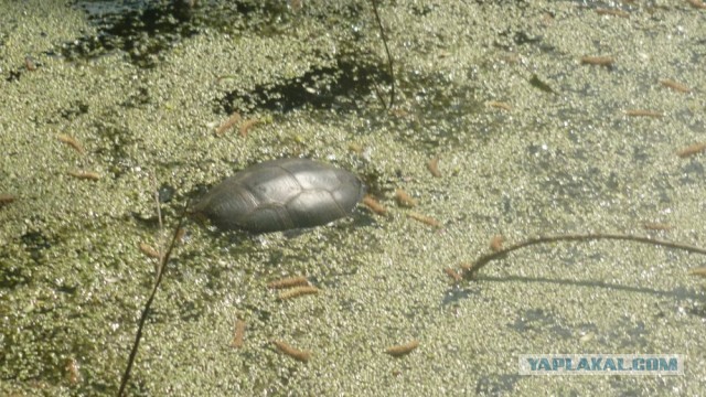 Черепахен...конец приключения.