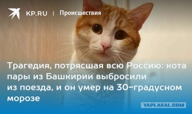Петицию с требованием уволить проводницу РЖД, выбросившую кота Твикса в Кирове, подписали более 50 тысяч человек