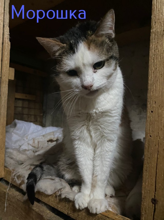Жизнь домашнего приюта "Котоленд" 431