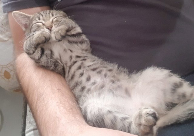 Всех с котовторником