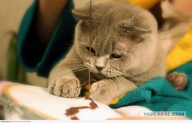 Шедевральная вышивка крестиком!