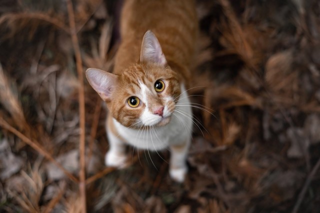 Котовторник в картинках