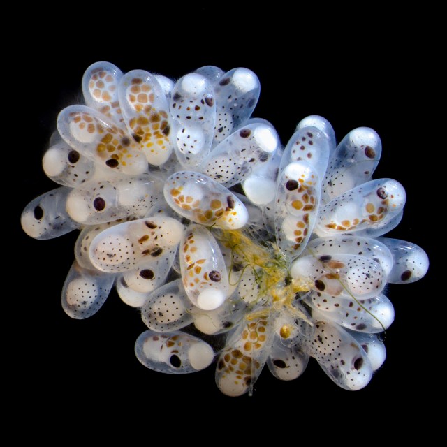 Жизнь под микроскопом: 11 победителей фотоконкурса Nikon Small World 2024