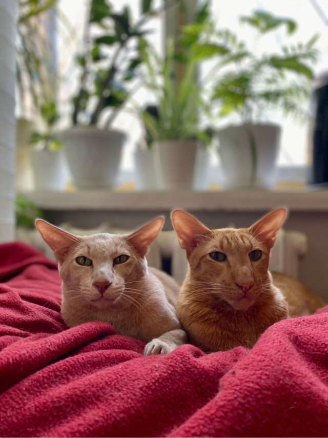 Мои рисунки кошечек