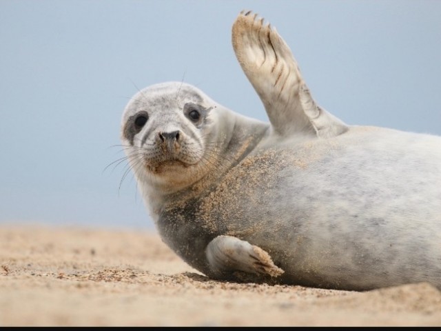 Котовторник, а почему бы и нет
