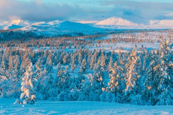 Учёные выяснили.