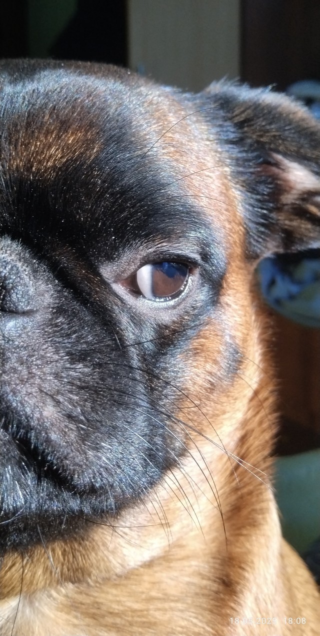 Собака - друг человека.