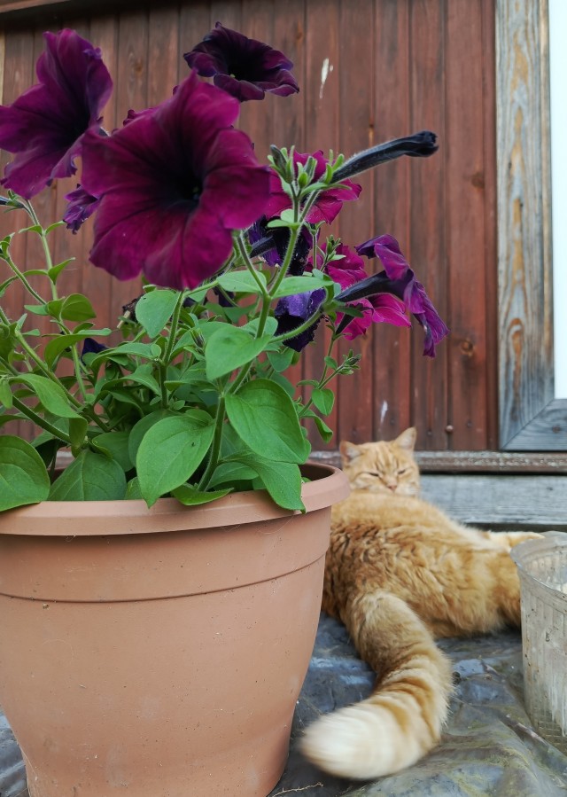 Котаны на охоте