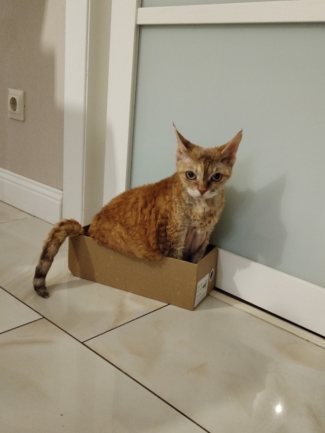 К предстоящему котовторнику
