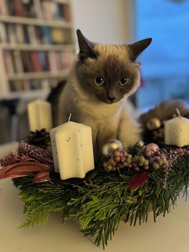 Праздничных красивых фото котов тред