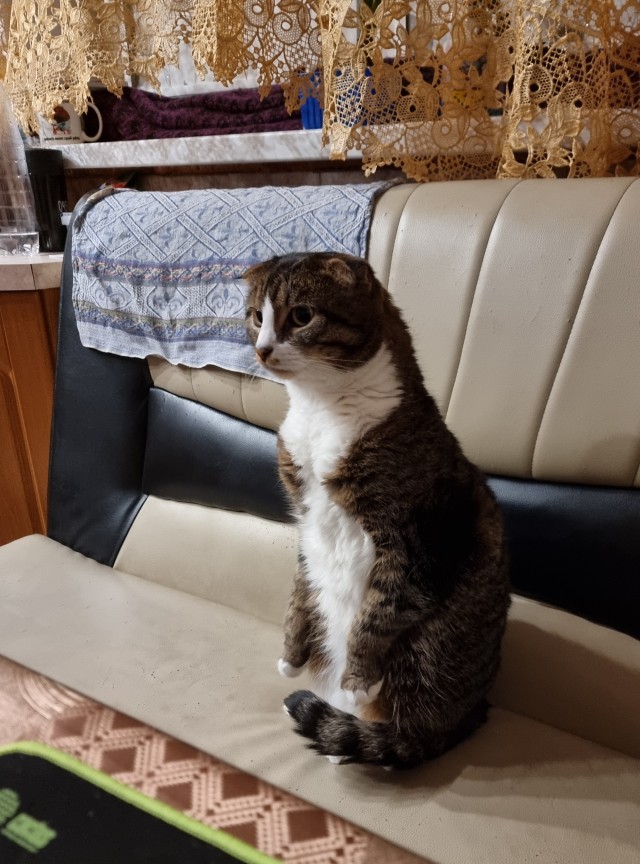 Котофторник жеж