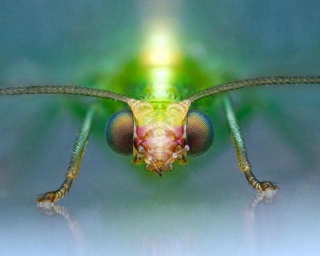 Лучшие макропортреты насекомых 2025 года.