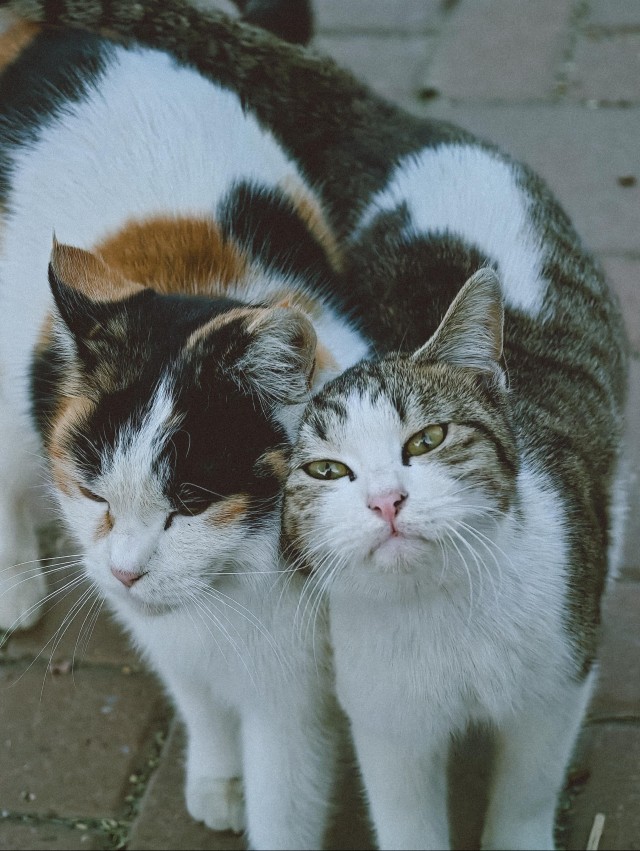 Большая красивая подборка фото уличных кошек