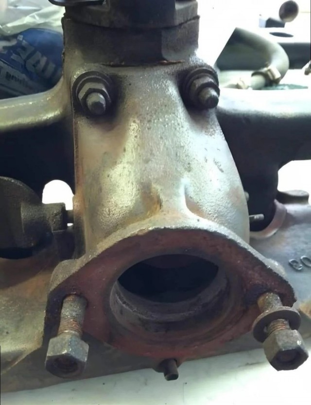 Лошадь или корова?