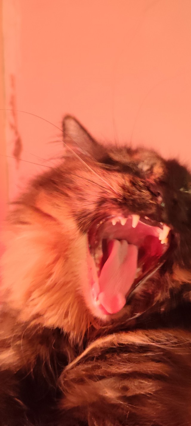 Котовторник же