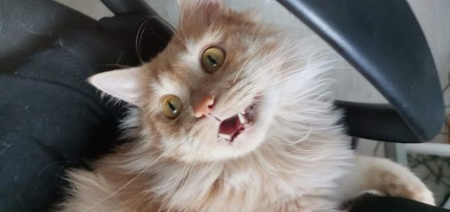 Котовторник