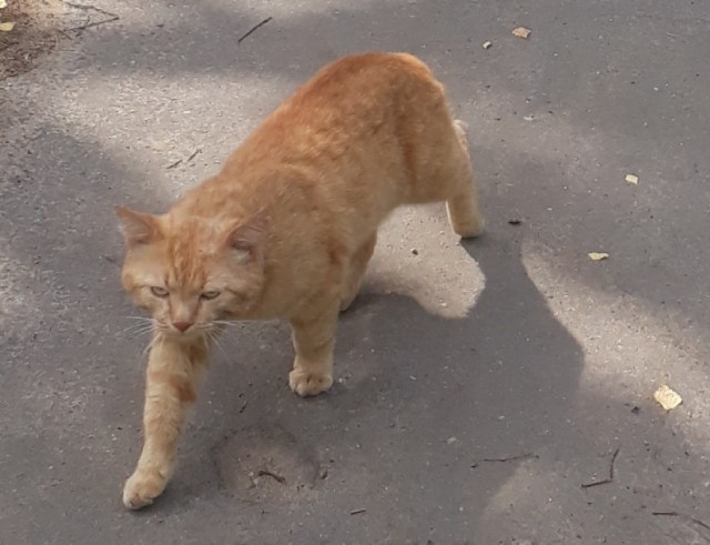 С рыжими котами всегда весело