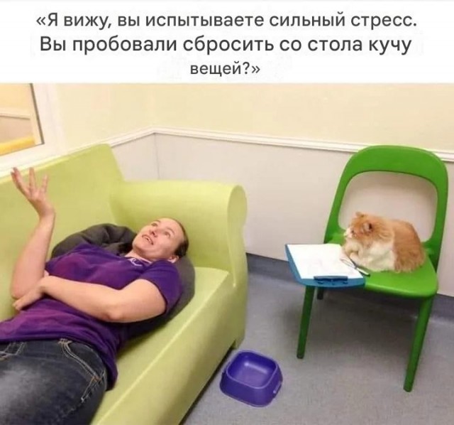 Подборка картинок к котовторнику