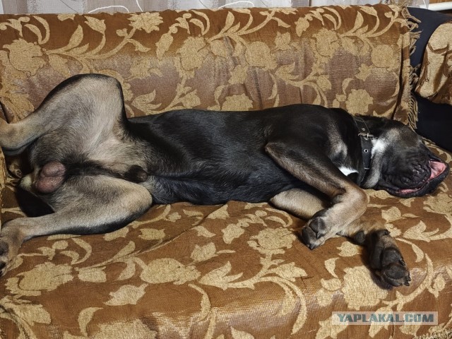 Кане Корсо