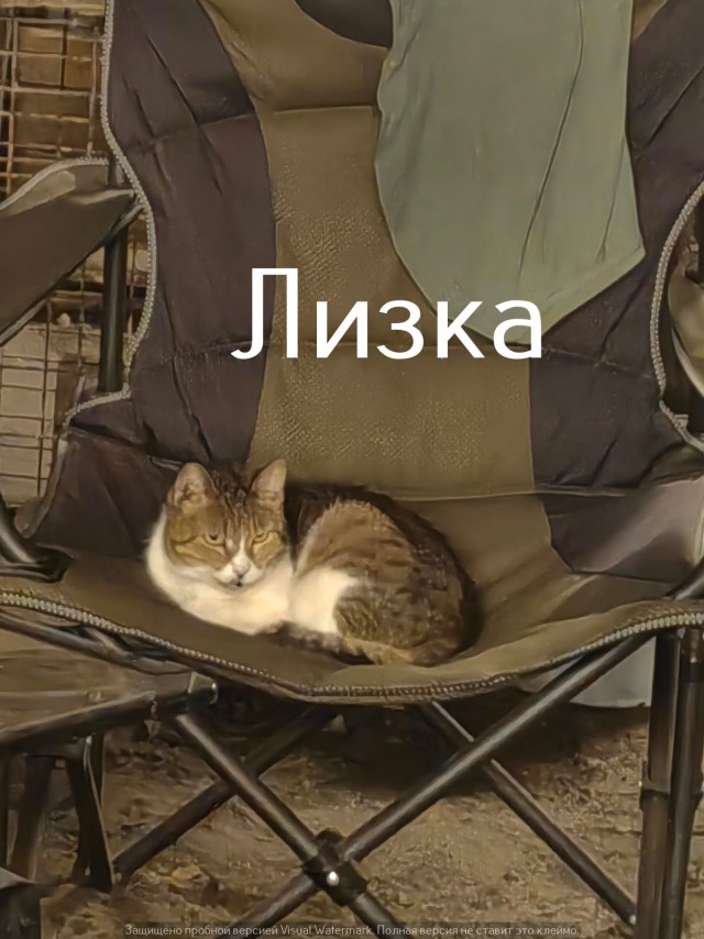 Жизнь домашнего приюта "Котоленд" 552