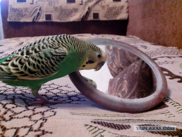 Как я попуганов размножала