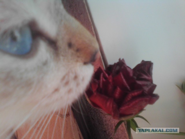 Котовторник 25.02.2014