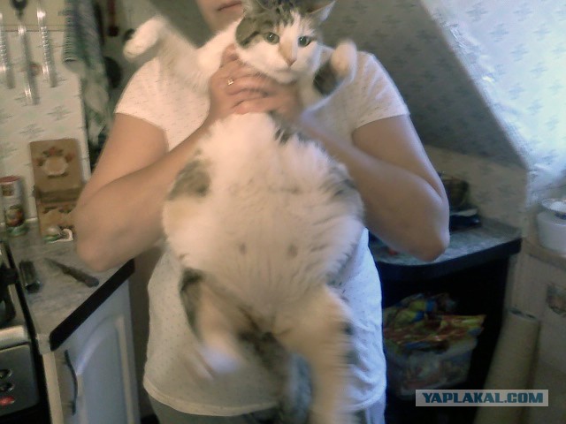 Фотопост для противников стерилизации кошек!