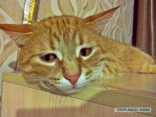 Котовторник 18.03.2014