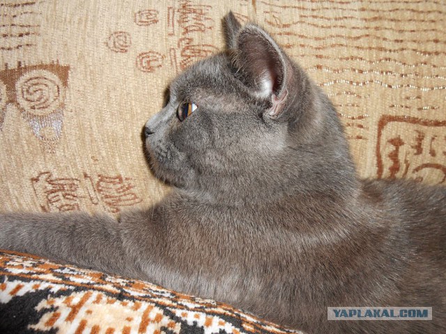 Котовторник 17.06.2014