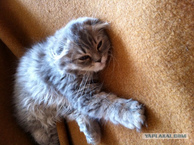 Кто любит котеек так как я?