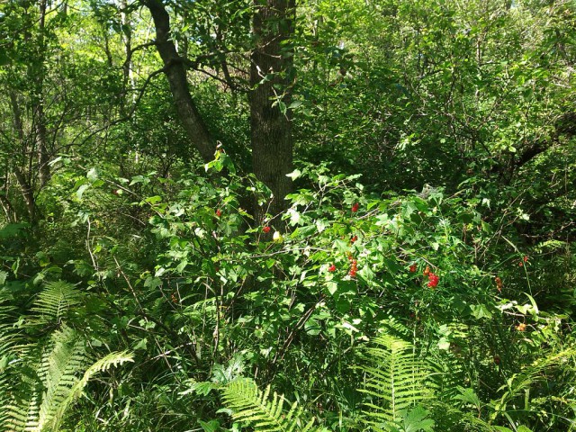 Жаркое "Таёжное"