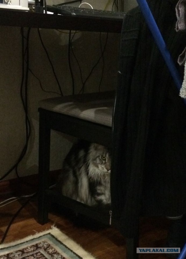 Котовторник 23.09.2014.
