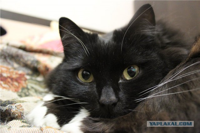 Котовторник 30.09.2014