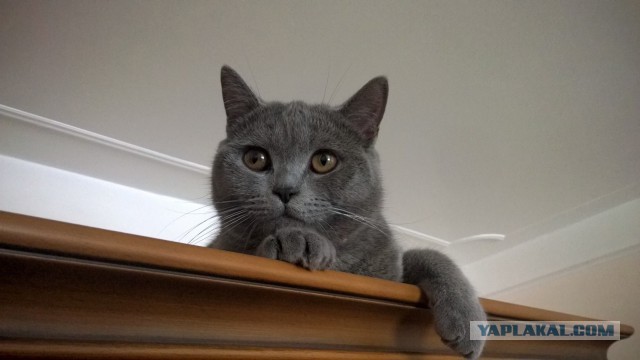 Котовторник 18.11.2014