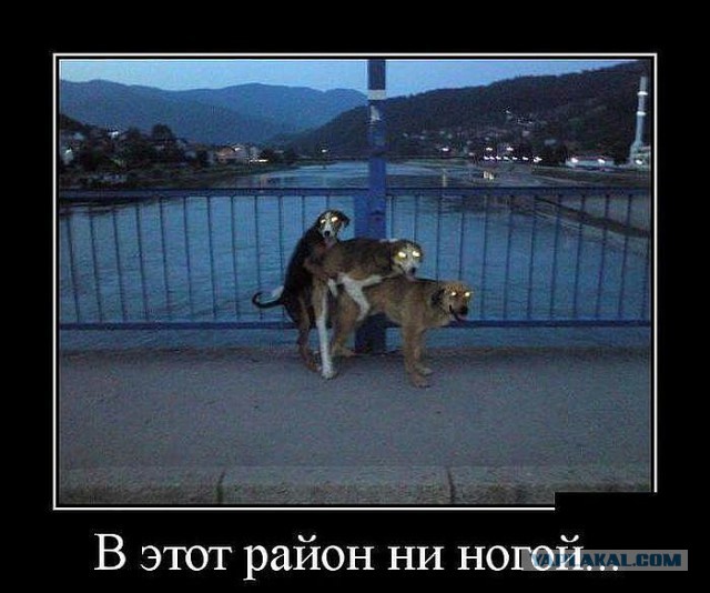 Веселые картинки