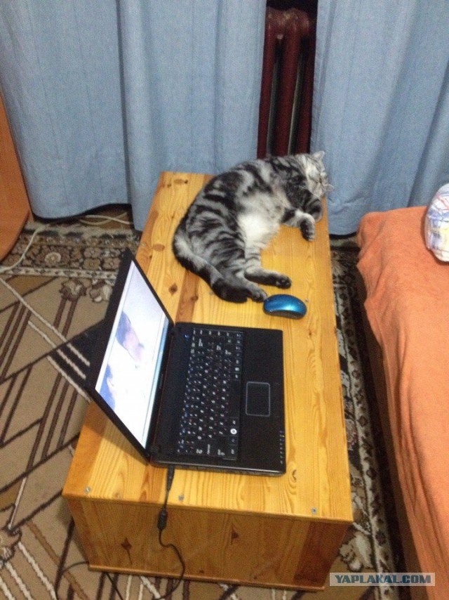 25 кошек, которые спят где угодно