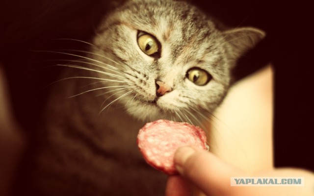 Котовторник