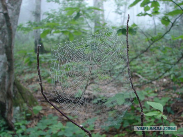 Индюк - Семашхо