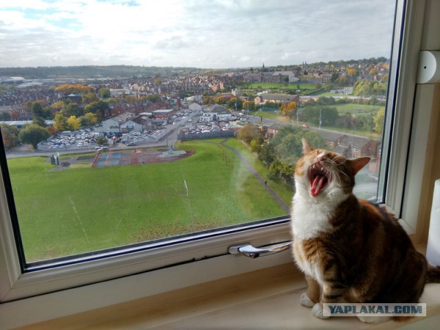 Котовторник 20.10.2015