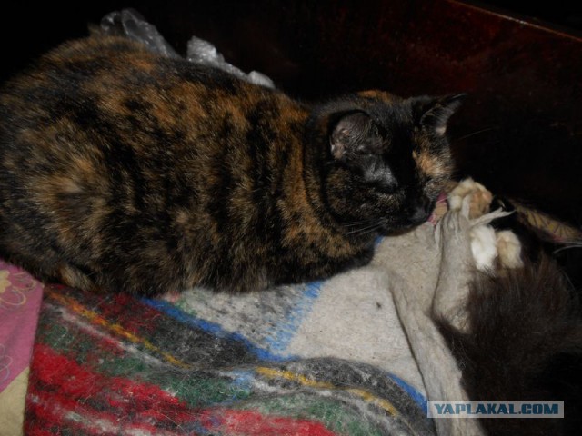 Жизнь домашнего приюта для котеек 92