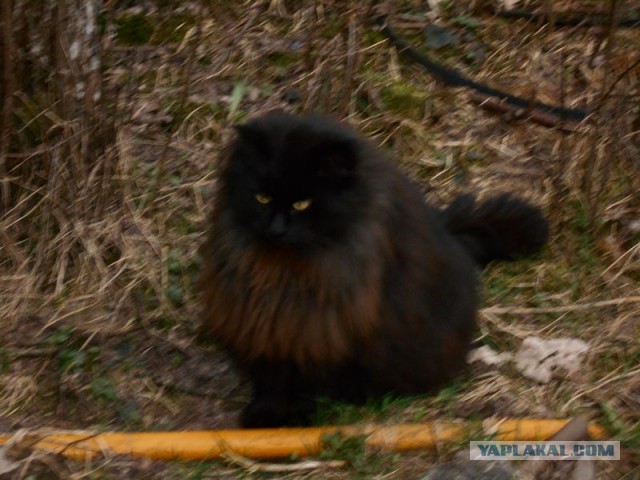 Жизнь домашнего приюта для котеек 108