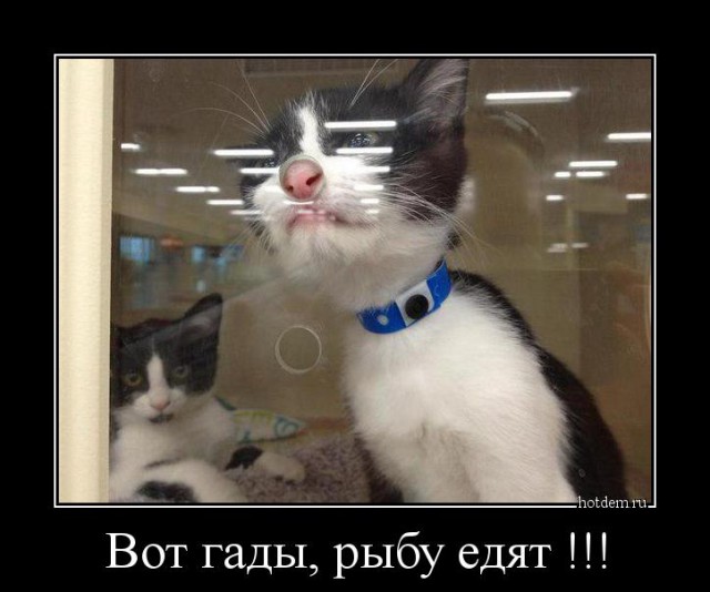 Демы без Темы