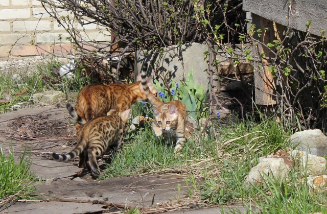 КотоВторник 26.04.2016