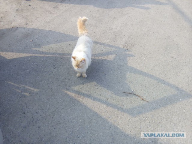 Котовторник  14.06.2016
