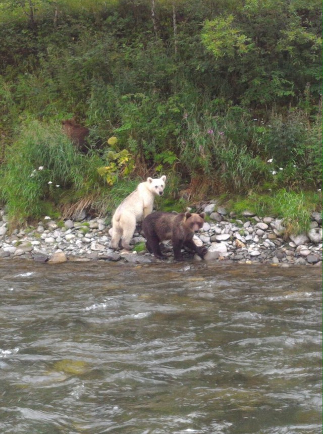 На Камчатке увидели белого бурого медведя