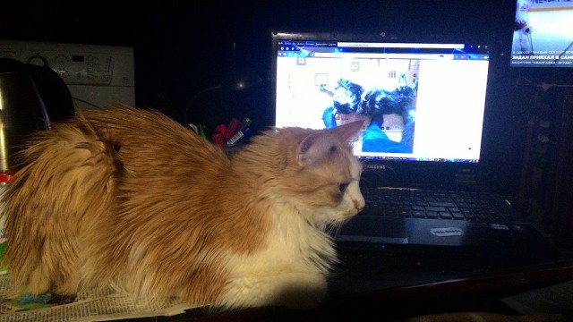 Мой мешающий кот
