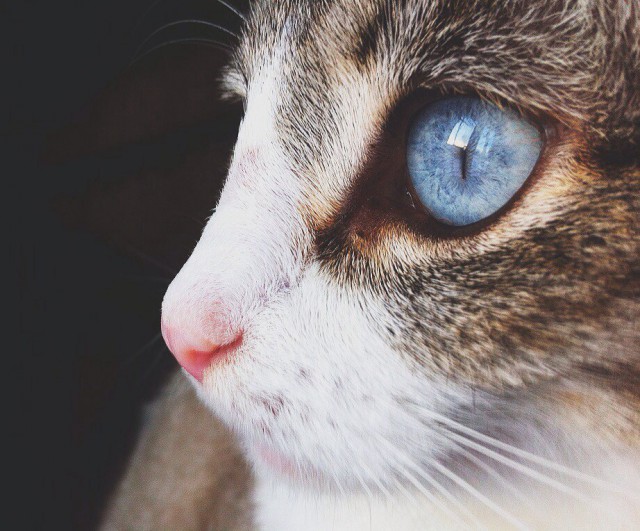 Коты из сети