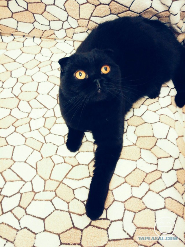 Котовторник 28.02.2017